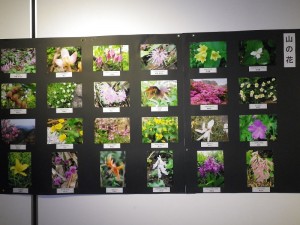 写真展山の花