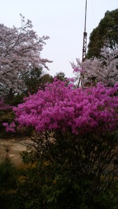 龍野公園躑躅と桜