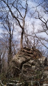 命の力比婆山岩の木
